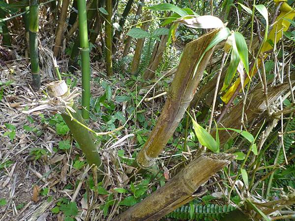 牛屎坑山(御史坑山).牛港稜山 085