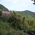 瑞竹步道.大坑埔山.大坑埔山東峰.粗坑口尖.龍門山.碇內炮台遺址 105