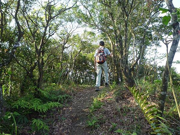 瑞竹步道.大坑埔山.大坑埔山東峰.粗坑口尖.龍門山.碇內炮台遺址 118