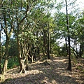 瑞竹步道.大坑埔山.大坑埔山東峰.粗坑口尖.龍門山.碇內炮台遺址 148