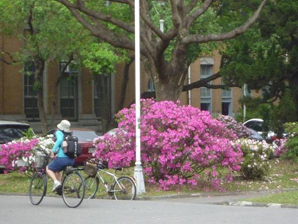台大賞杜鵑.芳蘭山 039