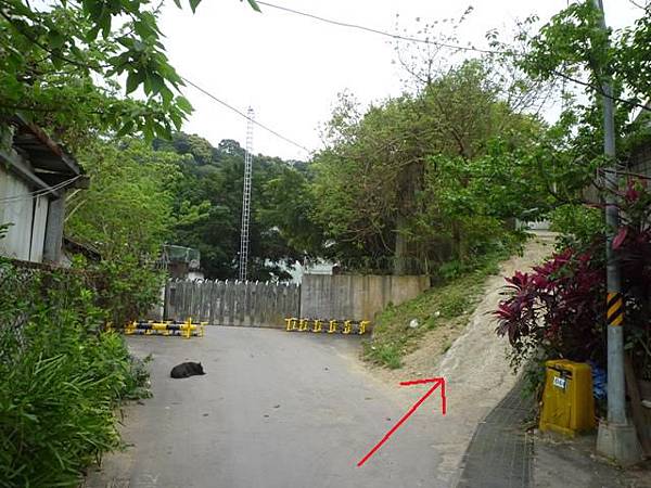 台大賞杜鵑.芳蘭山 073