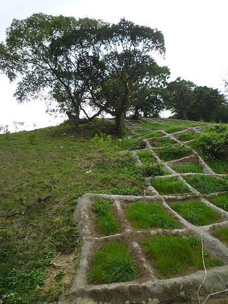 台大賞杜鵑.芳蘭山 077