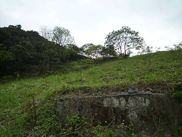 台大賞杜鵑.芳蘭山 084