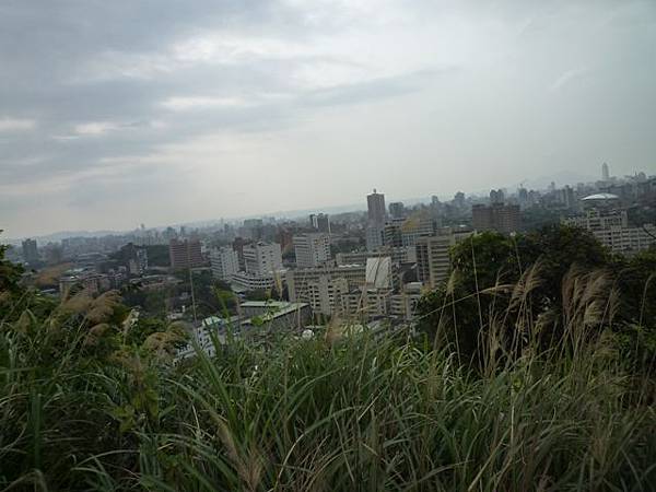 台大賞杜鵑.芳蘭山 094