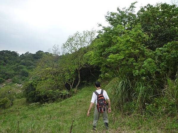台大賞杜鵑.芳蘭山 095