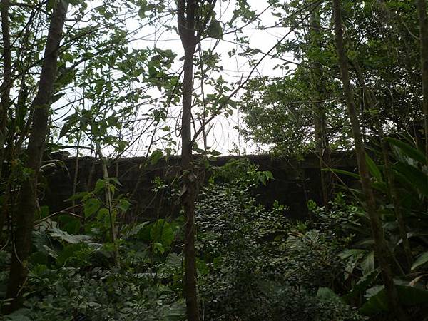 台大賞杜鵑.芳蘭山 100