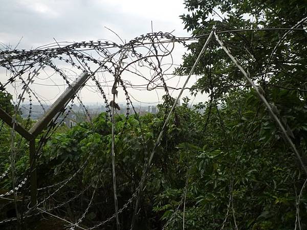 台大賞杜鵑.芳蘭山 101