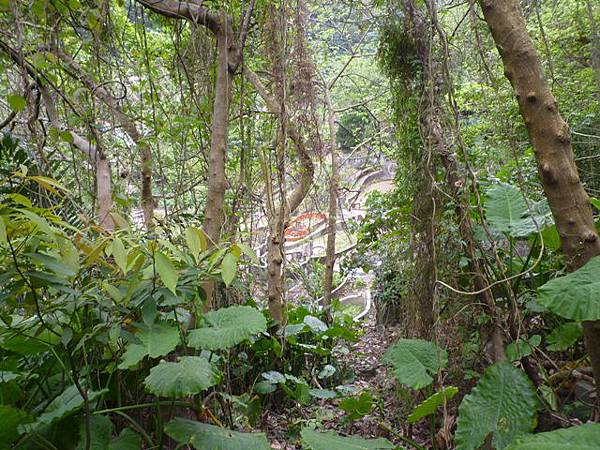 台大賞杜鵑.芳蘭山 106