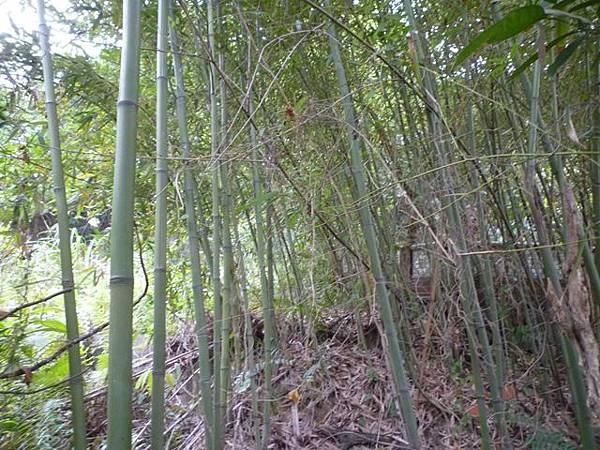 台大賞杜鵑.芳蘭山 111