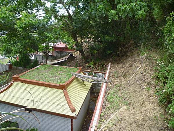 台大賞杜鵑.芳蘭山 132