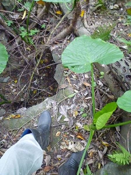 台大賞杜鵑.芳蘭山 133