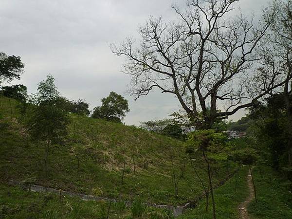 台大賞杜鵑.芳蘭山 141