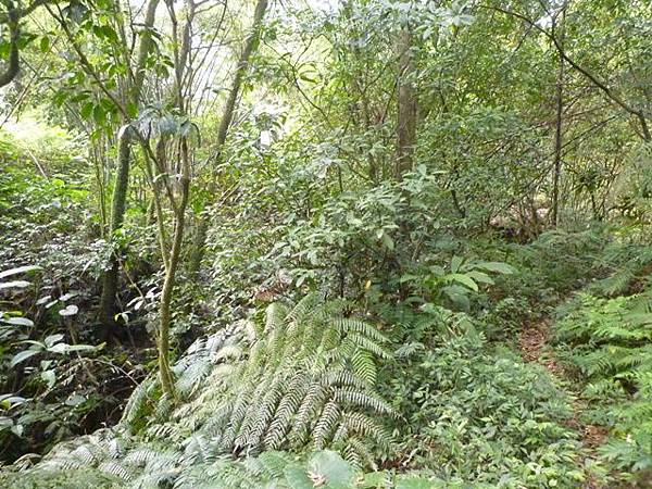 鄉長山.鄉長厝山 023