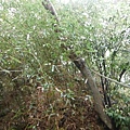五股住都局010導線點未遇 050