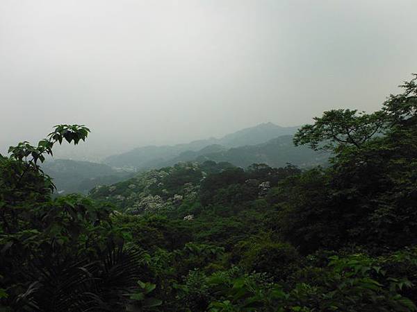 天上山賞桐巧遇五色鳥、早安登山 061