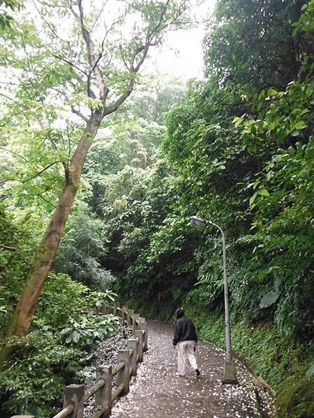 景美山賞桐花.指南宮動物園山 043