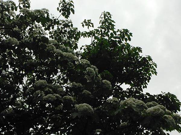 景美山賞桐花.指南宮動物園山 072