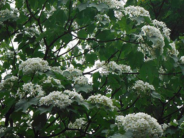 景美山賞桐花.指南宮動物園山 073