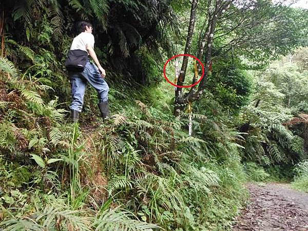 東四崁水山.四崁水山.文大華林植物園.高麗坑山.新高麗坑山 034