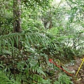 東四崁水山.四崁水山.文大華林植物園.高麗坑山.新高麗坑山 061