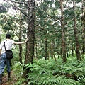 東四崁水山.四崁水山.文大華林植物園.高麗坑山.新高麗坑山 063