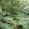 東四崁水山.四崁水山.文大華林植物園.高麗坑山.新高麗坑山 064