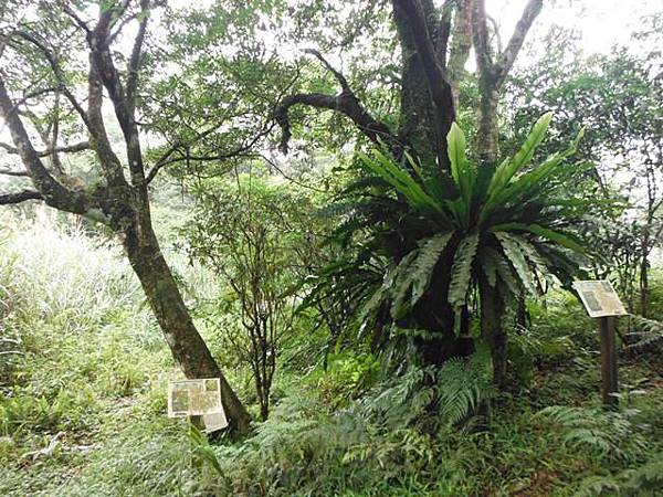 東四崁水山.四崁水山.文大華林植物園.高麗坑山.新高麗坑山 086