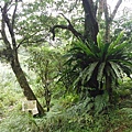 東四崁水山.四崁水山.文大華林植物園.高麗坑山.新高麗坑山 086