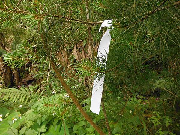 東四崁水山.四崁水山.文大華林植物園.高麗坑山.新高麗坑山 151