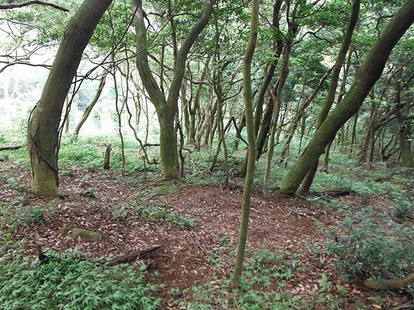 仰德大道登下竹林山 098