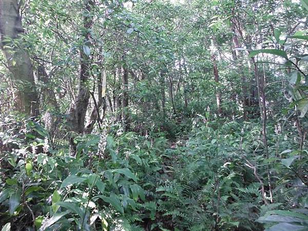 槓尾山.茄苳瀑布 039