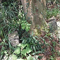 龍鳳巖登山步道.長道坑山.台北市歷史建築日新國小 062