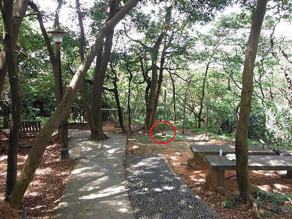 龍鳳巖登山步道.長道坑山.台北市歷史建築日新國小 066