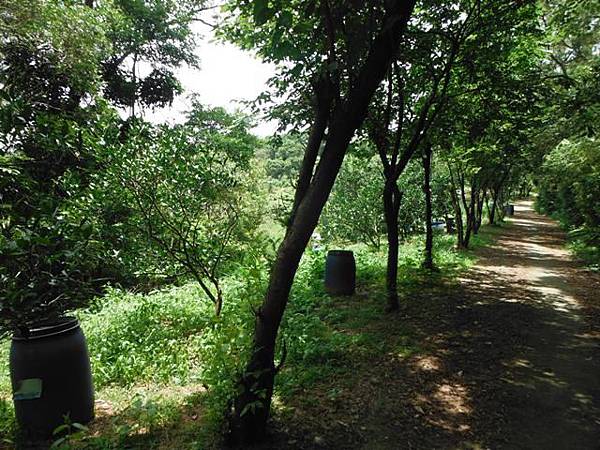 龍鳳巖登山步道.長道坑山.台北市歷史建築日新國小 106