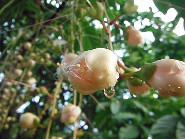 植物園穗花棋盤腳樹 039