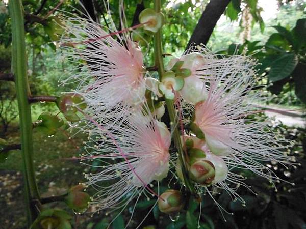 植物園穗花棋盤腳樹 056