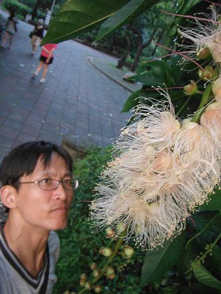 植物園穗花棋盤腳樹 060