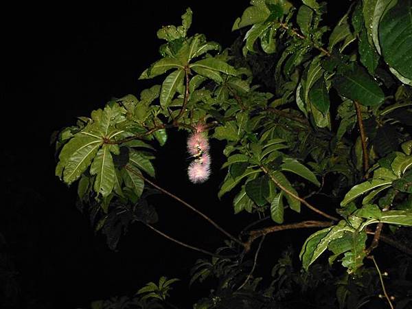 植物園穗花棋盤腳樹 098