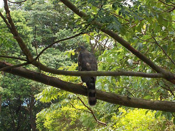 富陽自然生態公園.福州山 052