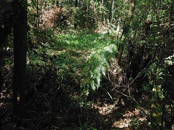 汐止小坑頭山.上鹿窟崙 070