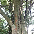 挖仔山.南勢角山.烘爐地福德宮 075