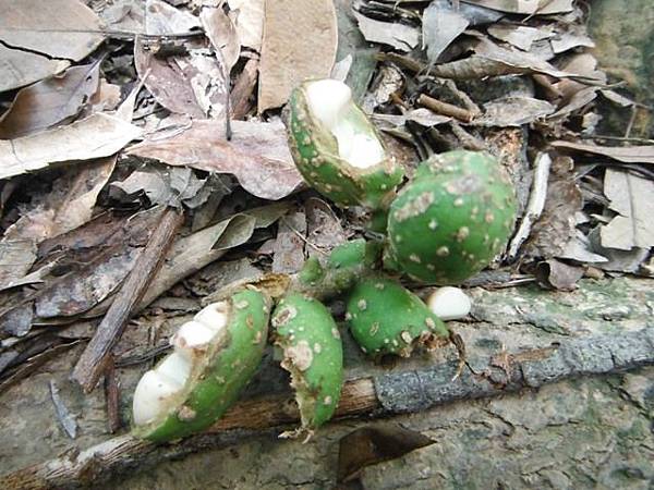 拔刀爾山.美鹿山南峰 034