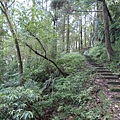 雲海山.大格門古道 063