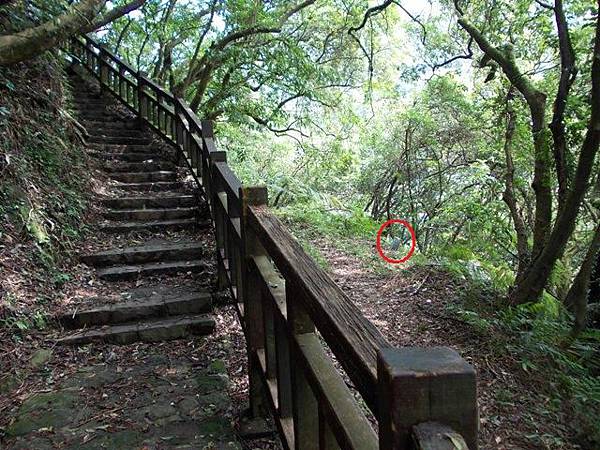 魚路古道水準點.大油坑 010