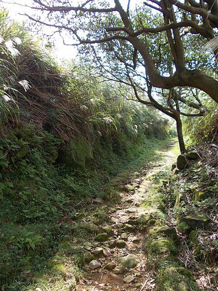 魚路古道水準點.大油坑 143