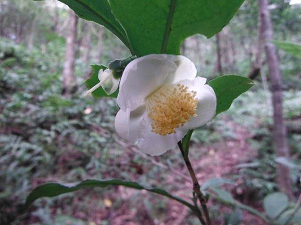 月扇湖山.許家手工麵線 008