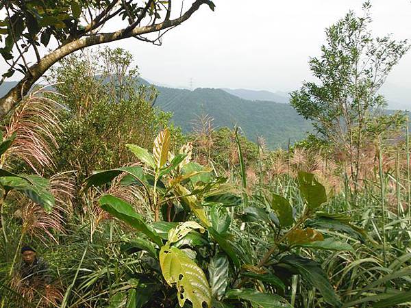 雞心尖.中嶺山.石碇後山.赤腳蘭山.鳥嘴尖 127