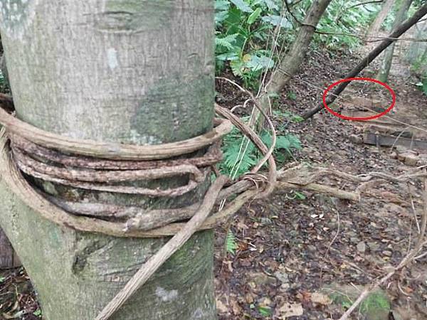 福州山公園.中埔山 046