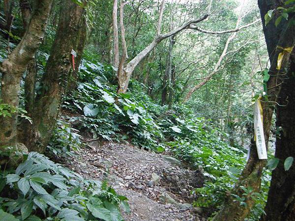 滿月元國家森林遊樂區.滿月圓山 083